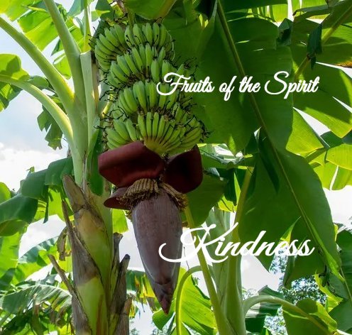 Kindness - Fruit of the Spirit Series